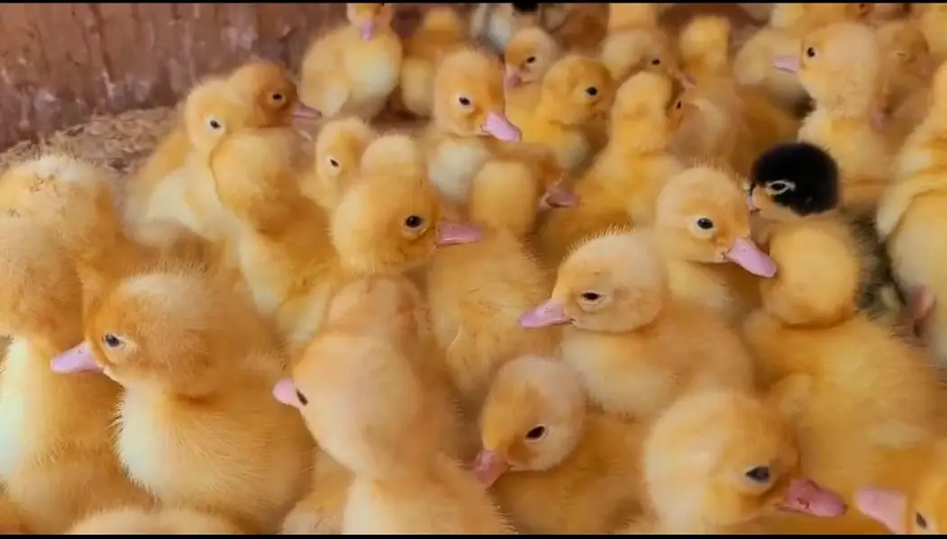 Duck chick's available in Bulk Qty — photo 5