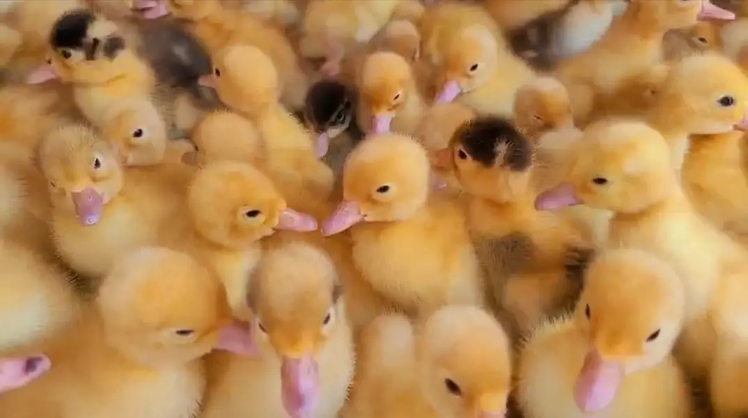 Duck chick's available in Bulk Qty — photo 6