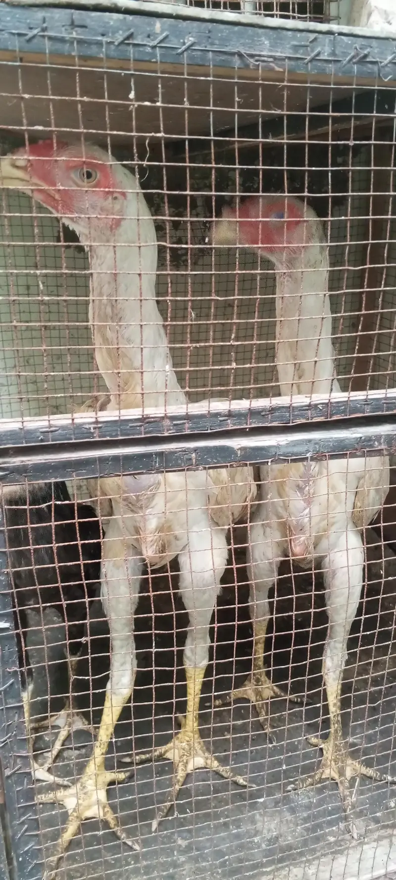 white shamo pair — photo 2
