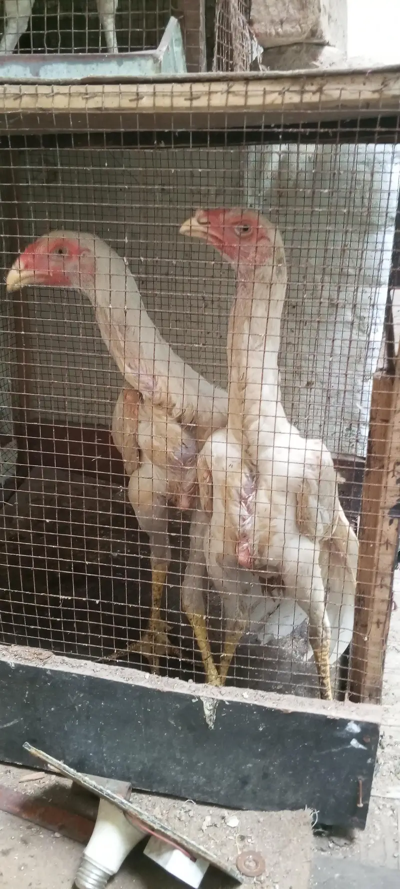 white shamo pair — photo 3