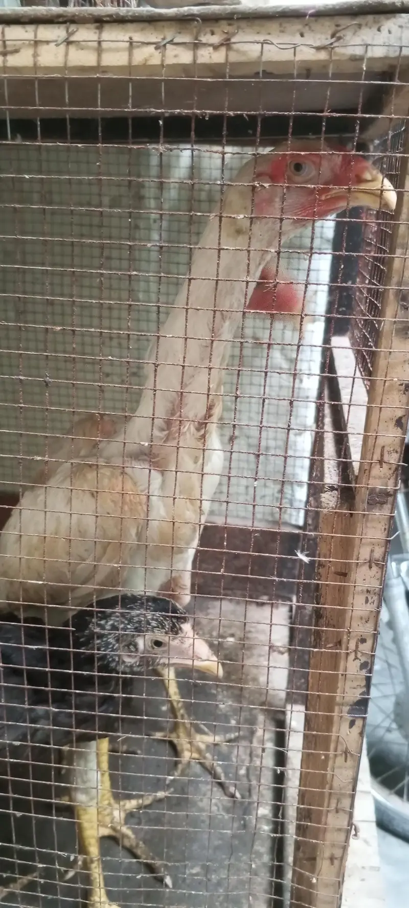 white shamo pair — photo 5