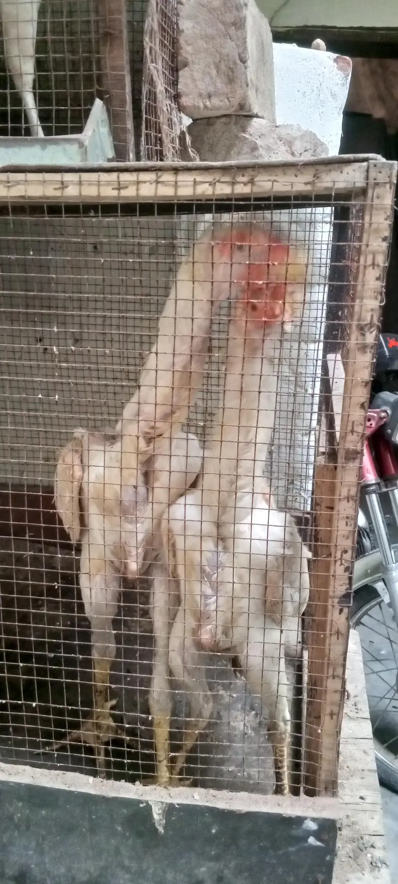 white shamo pair — photo 6