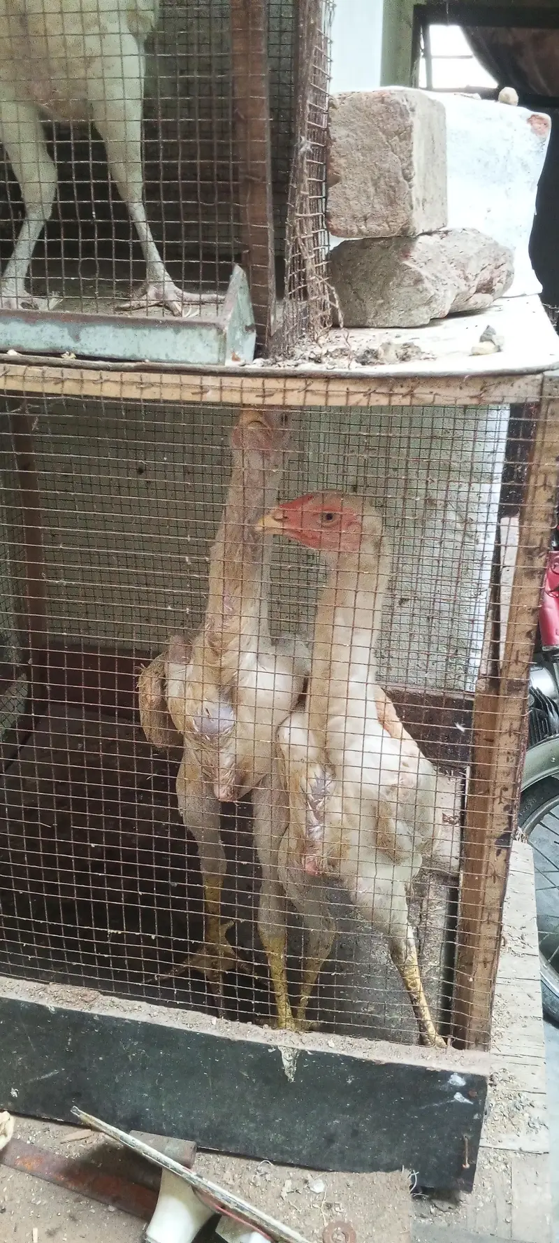 white shamo pair — photo 7