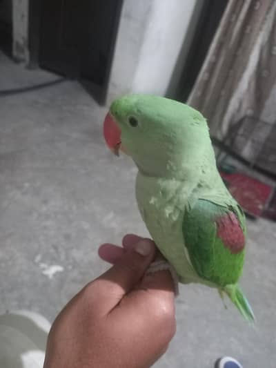 Raw Parrot