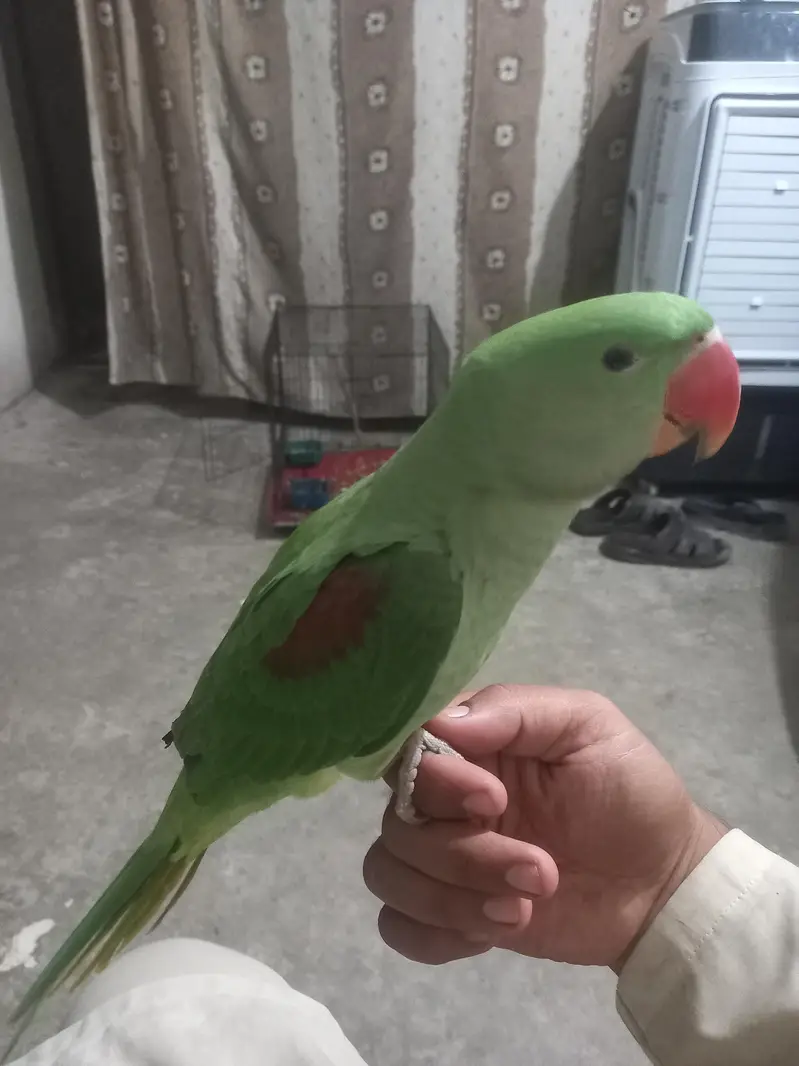 Raw Parrot — photo 2