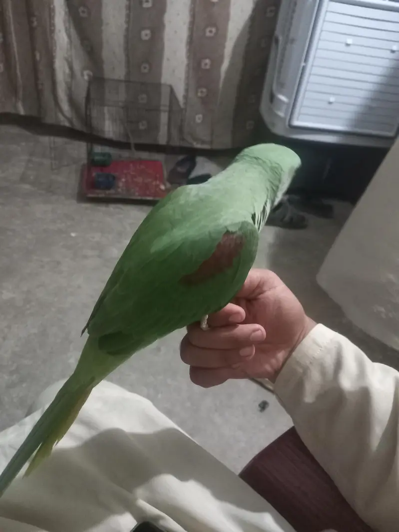 Raw Parrot — photo 3