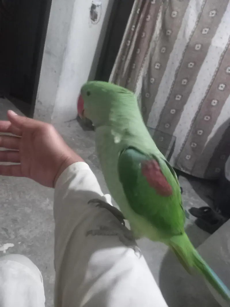 Raw Parrot — photo 4