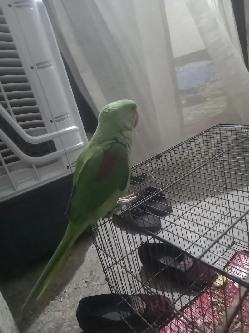 Raw Parrot — photo 5