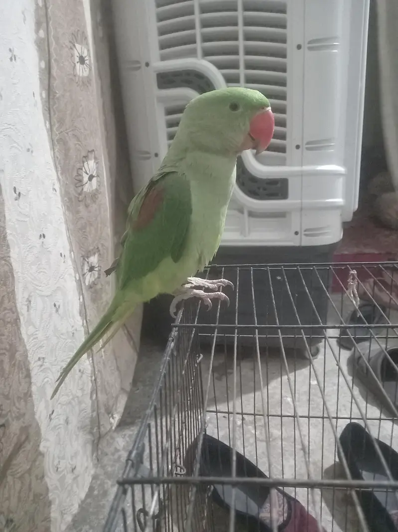 Raw Parrot — photo 6