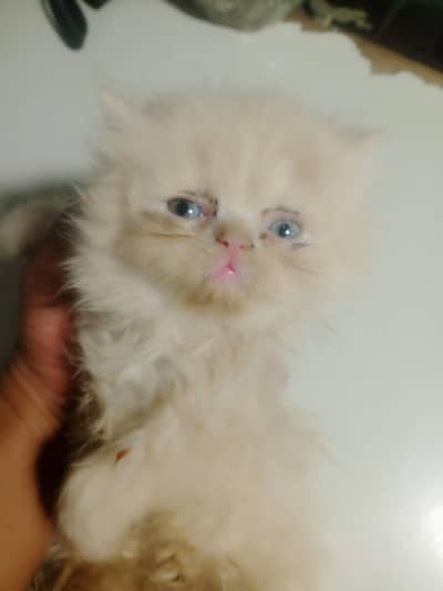punch face kitten