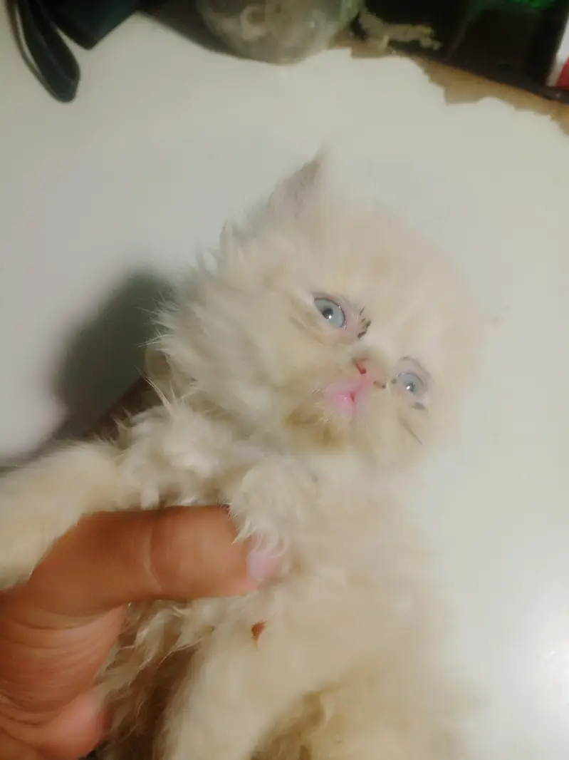 punch face kitten — photo 2