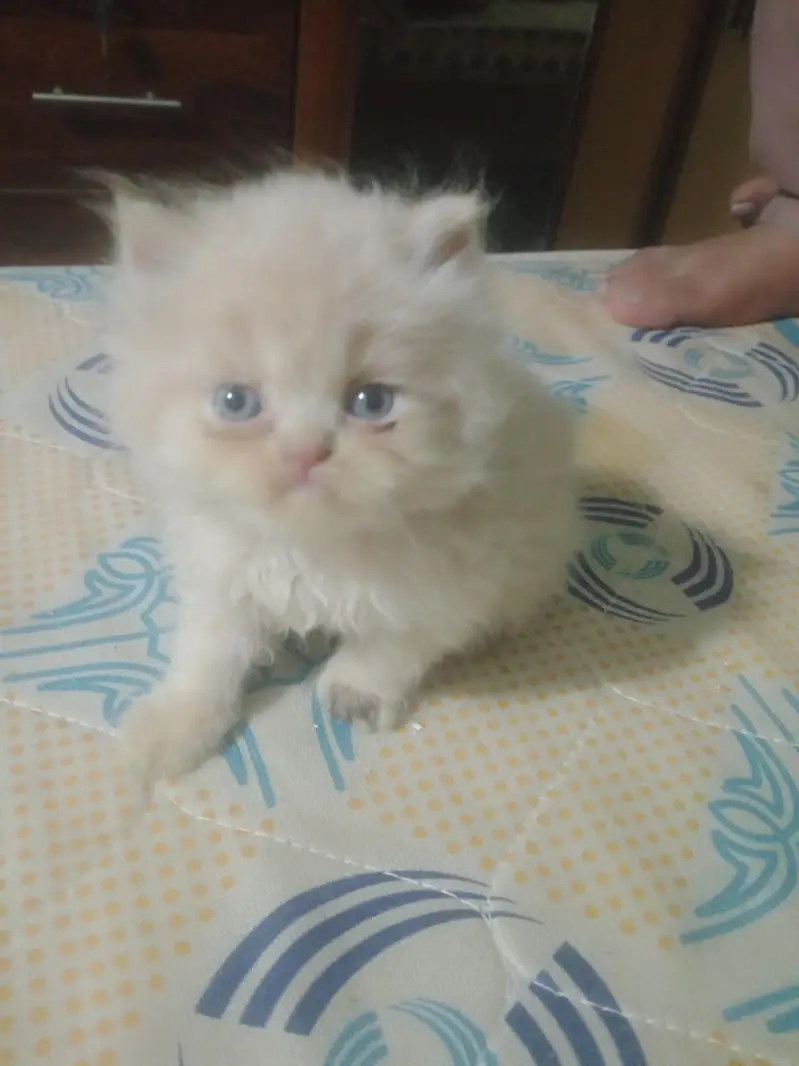 punch face kitten — photo 3