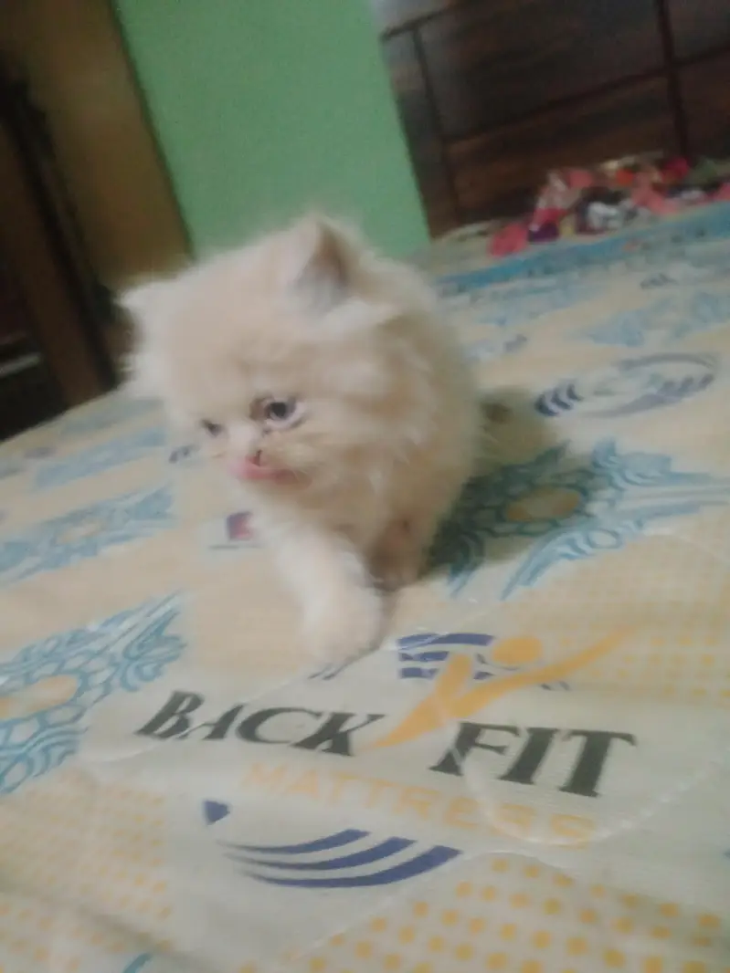 punch face kitten — photo 4