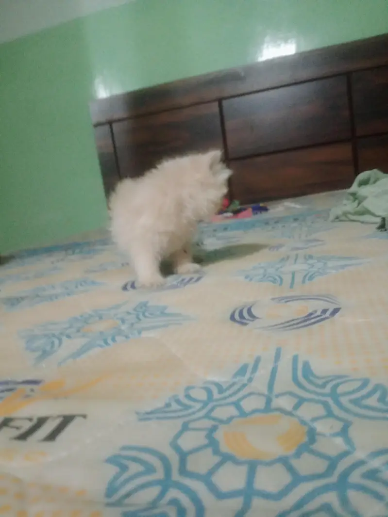 punch face kitten — photo 5