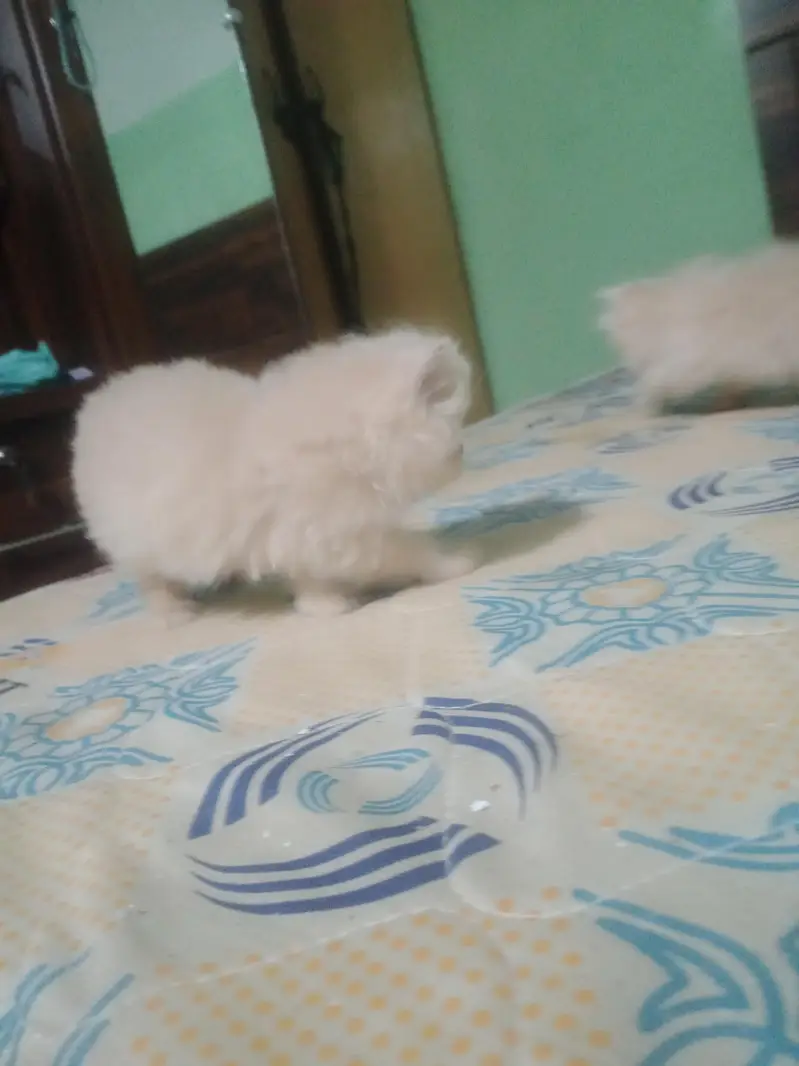 punch face kitten — photo 6