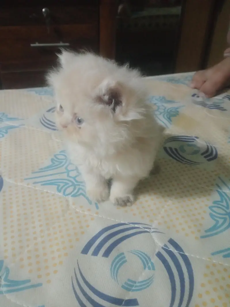 punch face kitten — photo 7