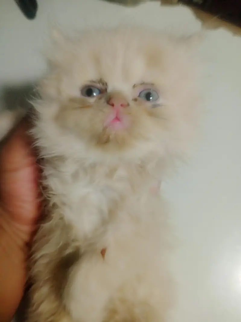 punch face kitten — photo 9