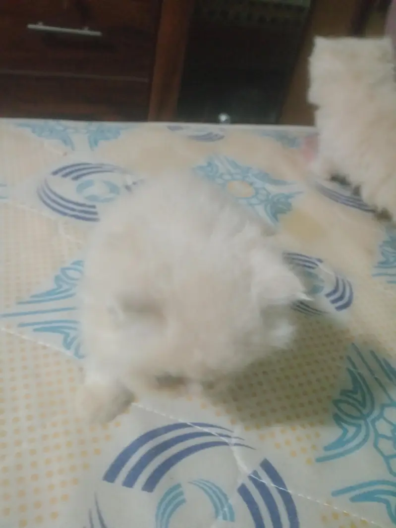 punch face kitten — photo 10