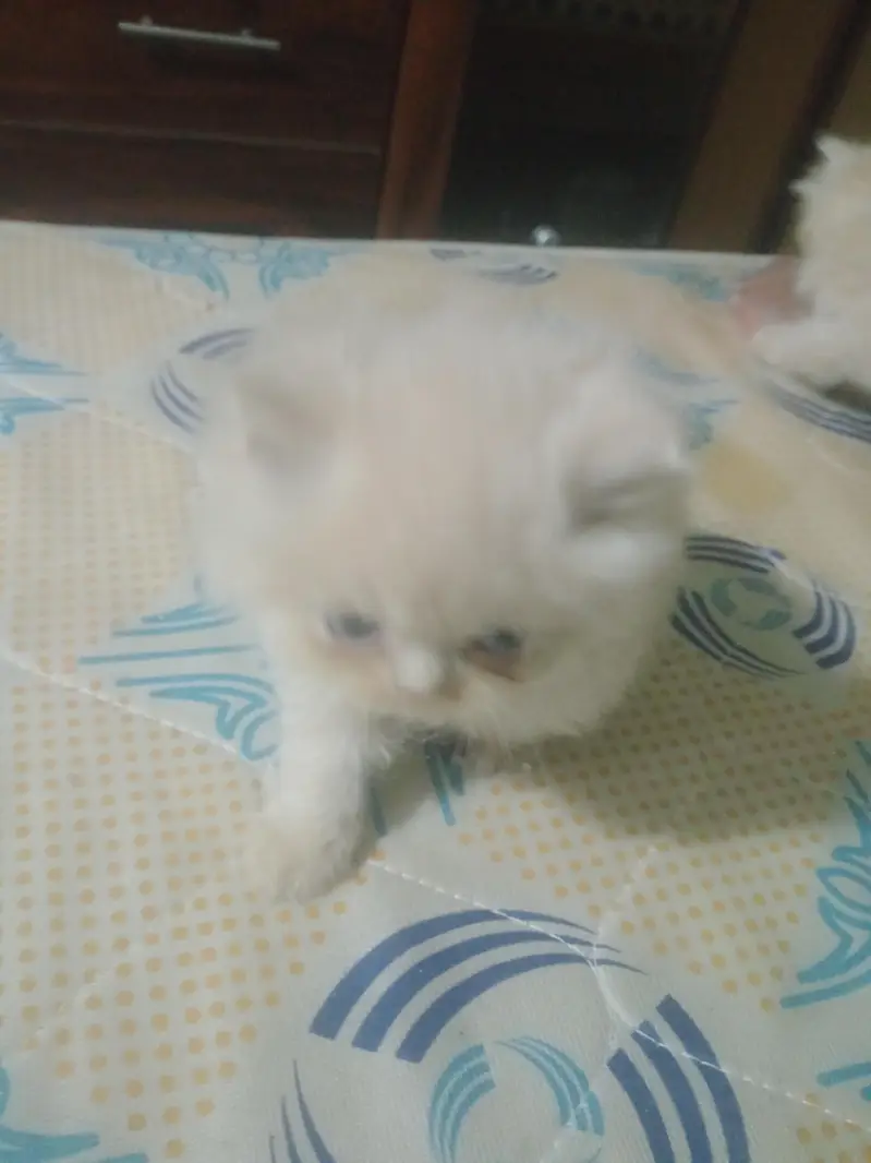 punch face kitten — photo 11