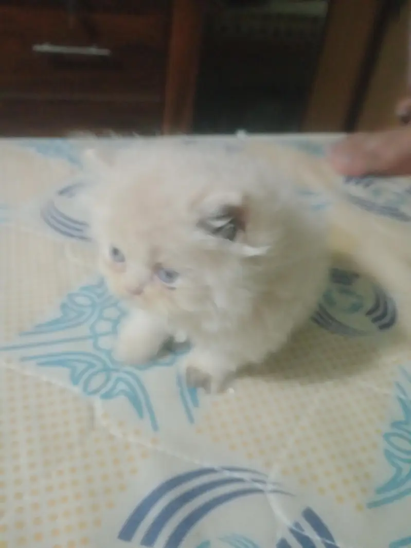 punch face kitten — photo 12