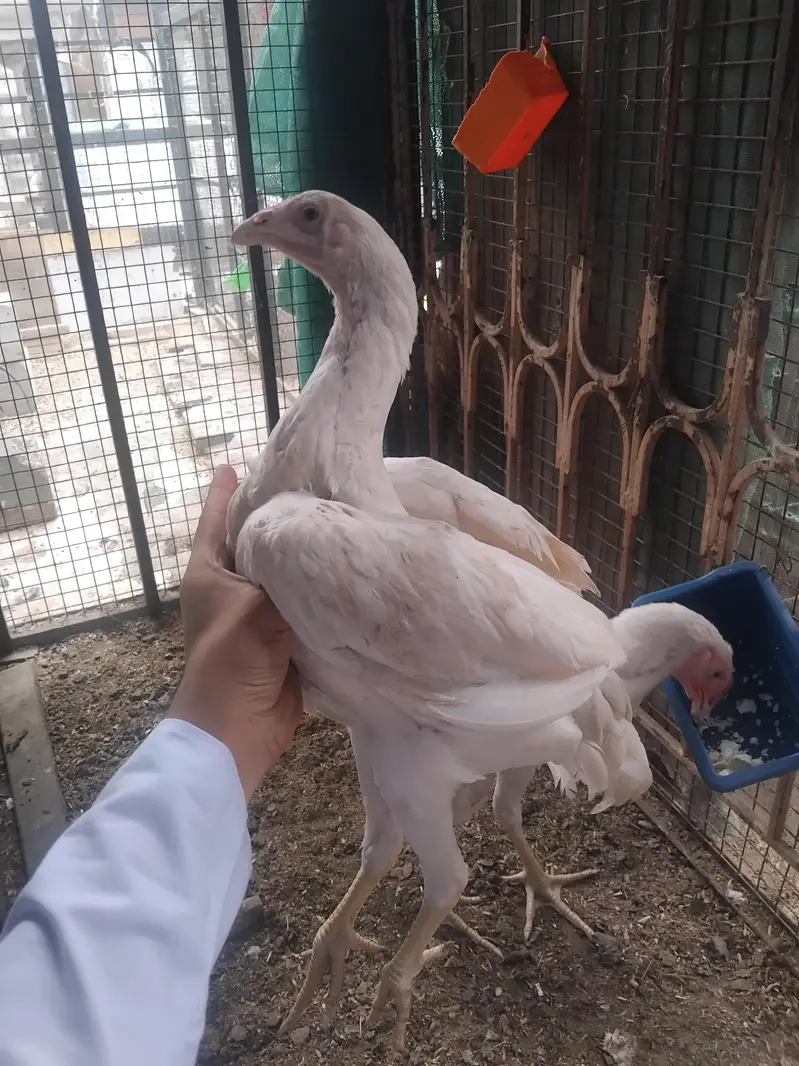 شاموں  اصیل — photo 3