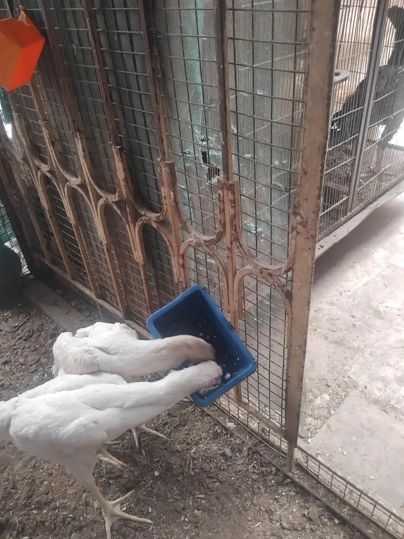 شاموں  اصیل — photo 4