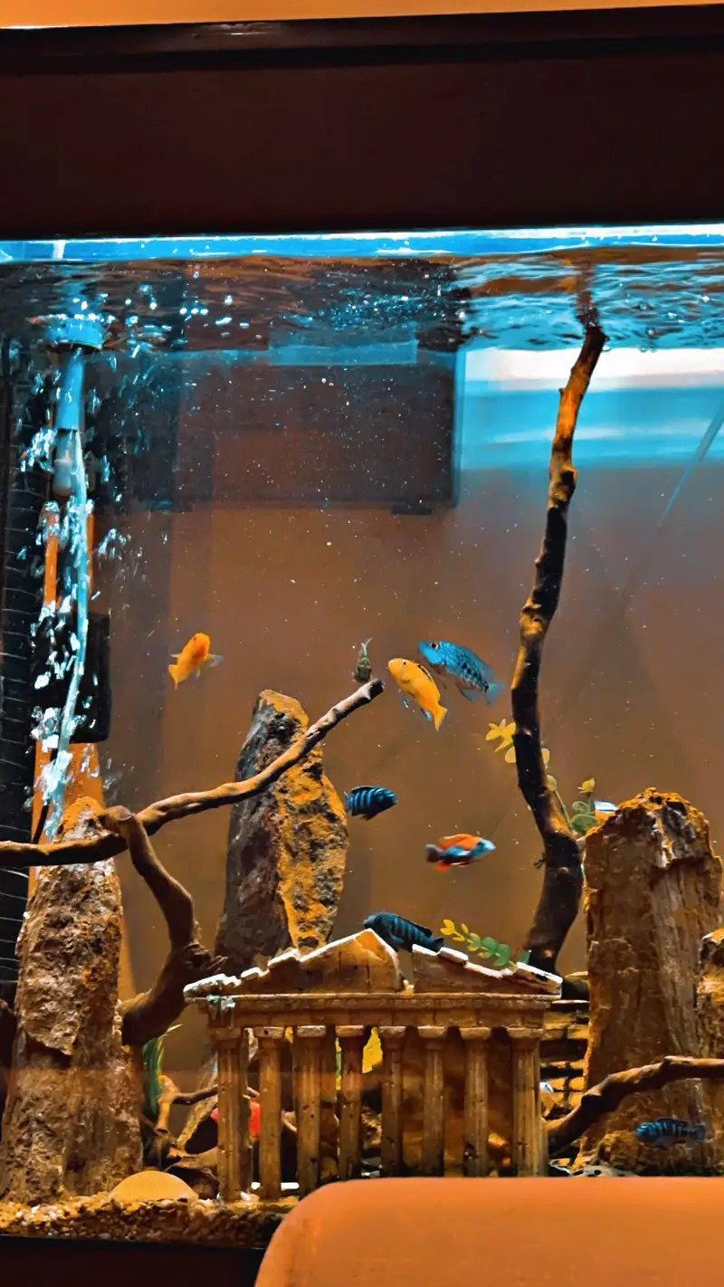 Complete Aquarium Set up for sale — photo 3