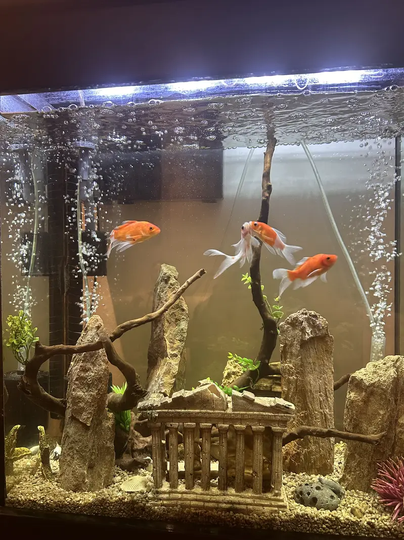 Complete Aquarium Set up for sale — photo 4
