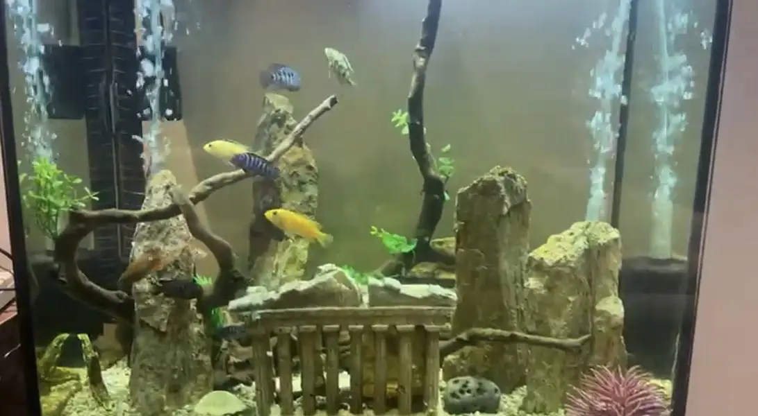 Complete Aquarium Set up for sale — photo 5