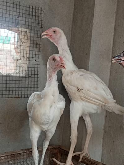 Heera aseel cross vaitnam| long hight aseel