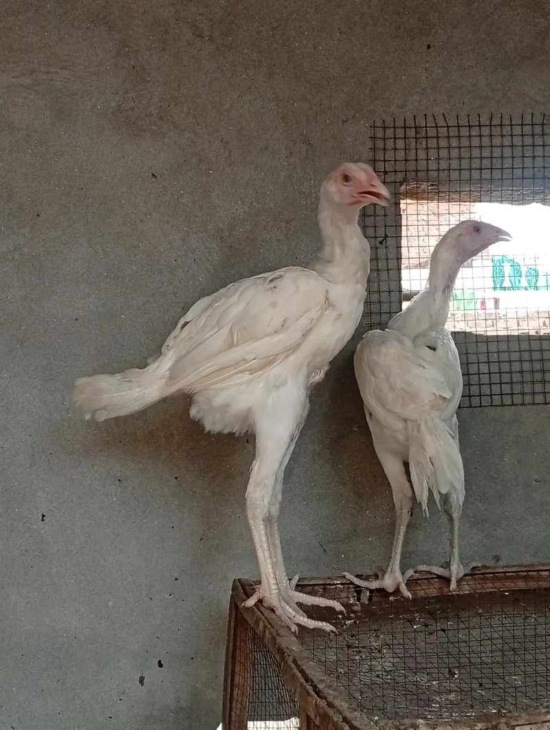Heera aseel cross vaitnam| long hight aseel — photo 7