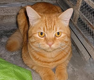 Male Ginger/Orange Tabby Cat | Domestic