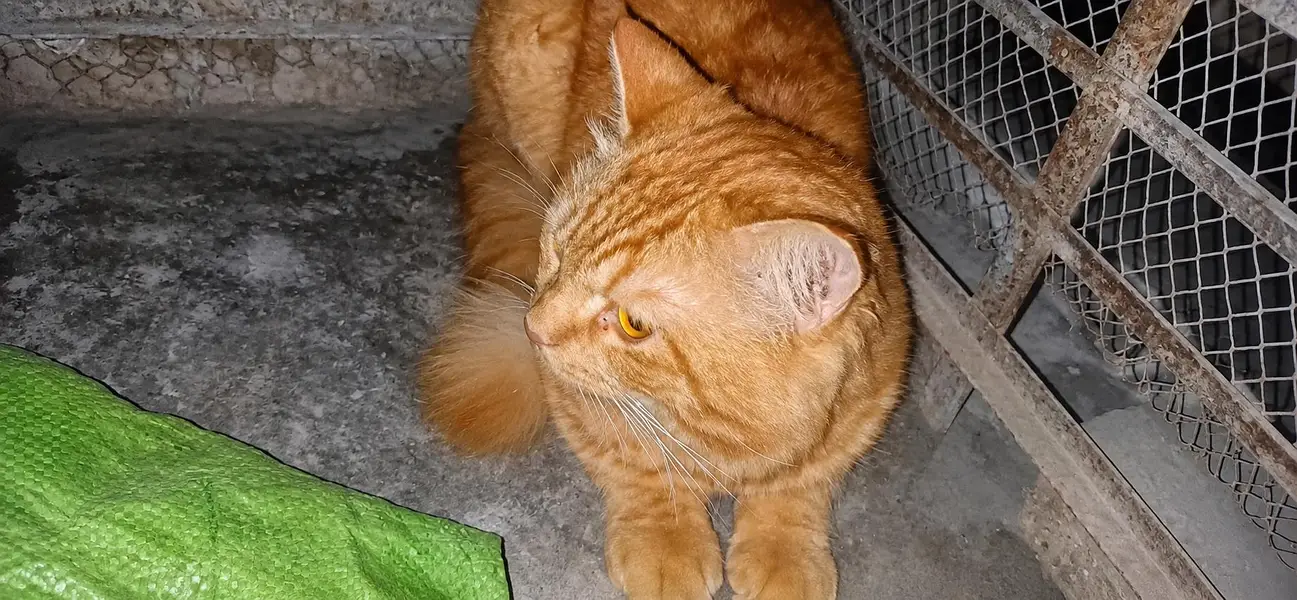 Male Ginger/Orange Tabby Cat | Domestic — photo 2