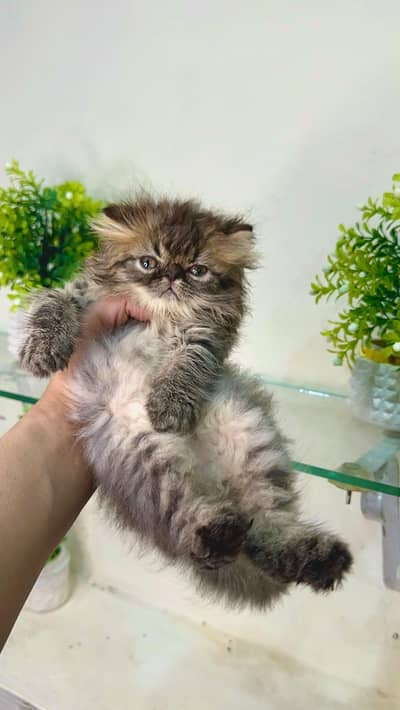 beautiful persion kittens
