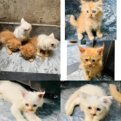 pair male and female for sale