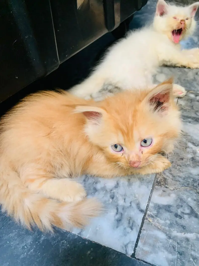 male and female for sale — photo 3