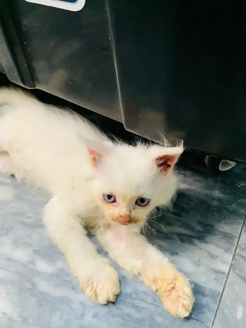 male and female for sale — photo 4