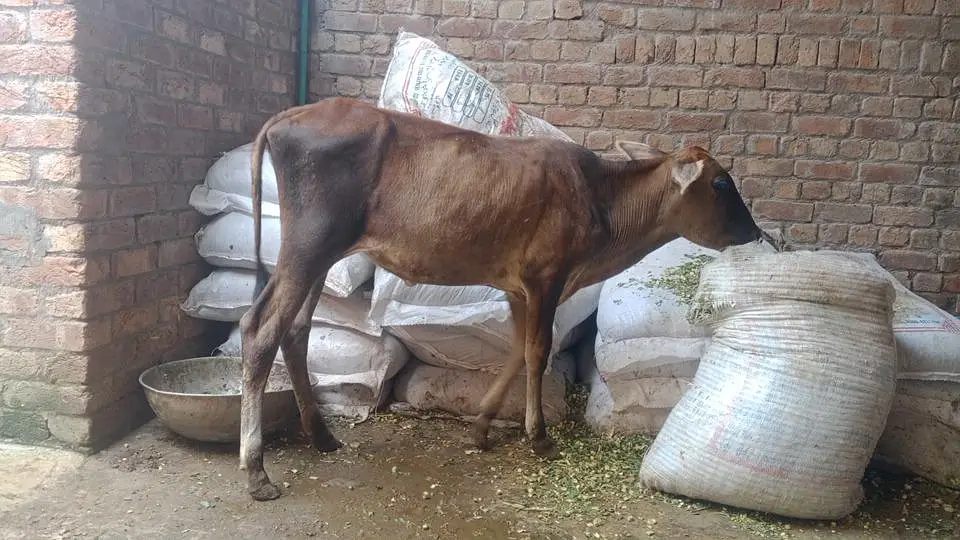 Salaam Alaikum for sale hai Ek Jersey hai aur dusri Australian jersey — photo 3