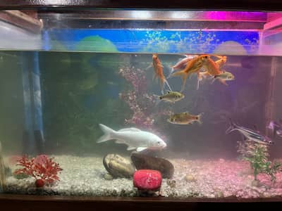 Fish Aquarium with stand