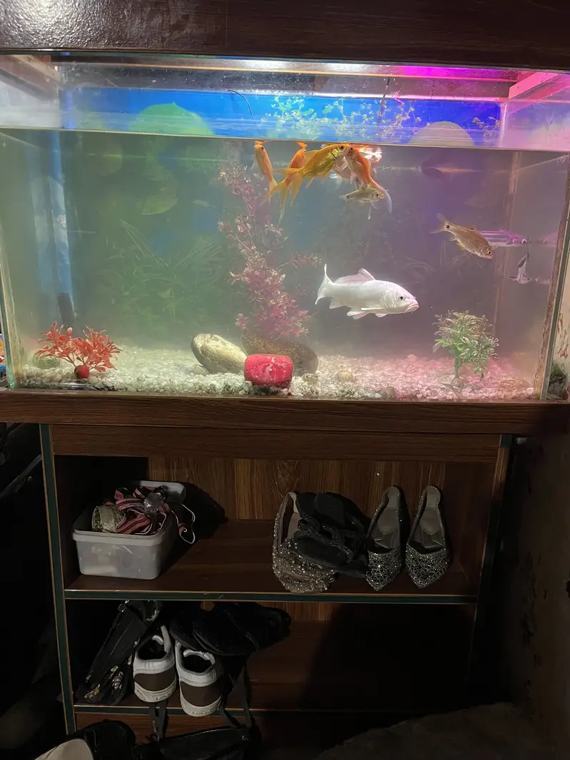 Fish Aquarium with stand — photo 3