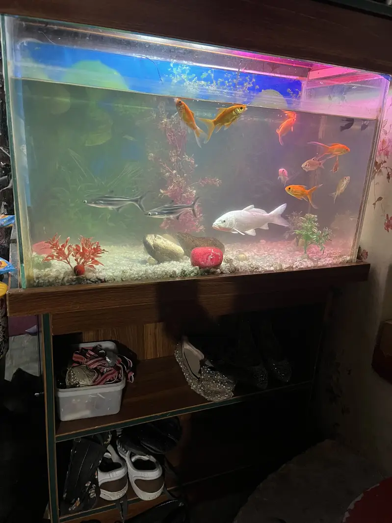 Fish Aquarium with stand — photo 4