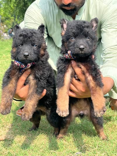 German Shepherd long coated pair 2 month for sale