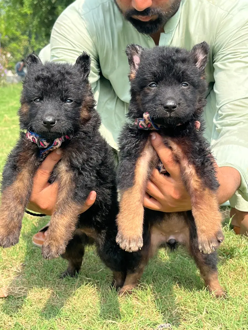 German Shepherd long coated pair 2 month for sale — photo 2