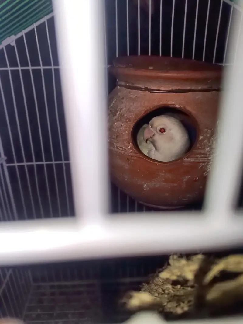2 kage and 3 pair one love birds and 2 bujjes — photo 3