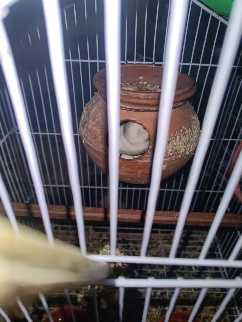 2 kage and 3 pair one love birds and 2 bujjes — photo 4