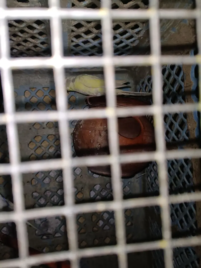 2 kage and 3 pair one love birds and 2 bujjes — photo 5