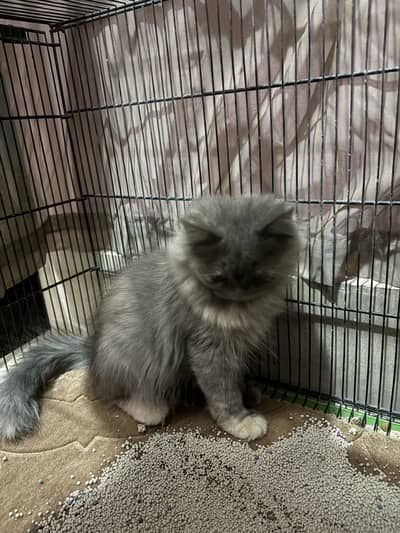 Gray colour vacinated urgent sel