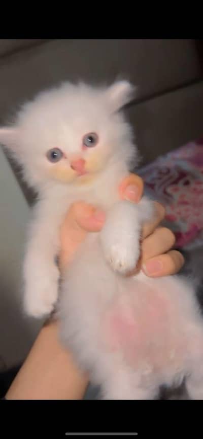 Pure Persian White Kitten for Sale | Home Breed | Male