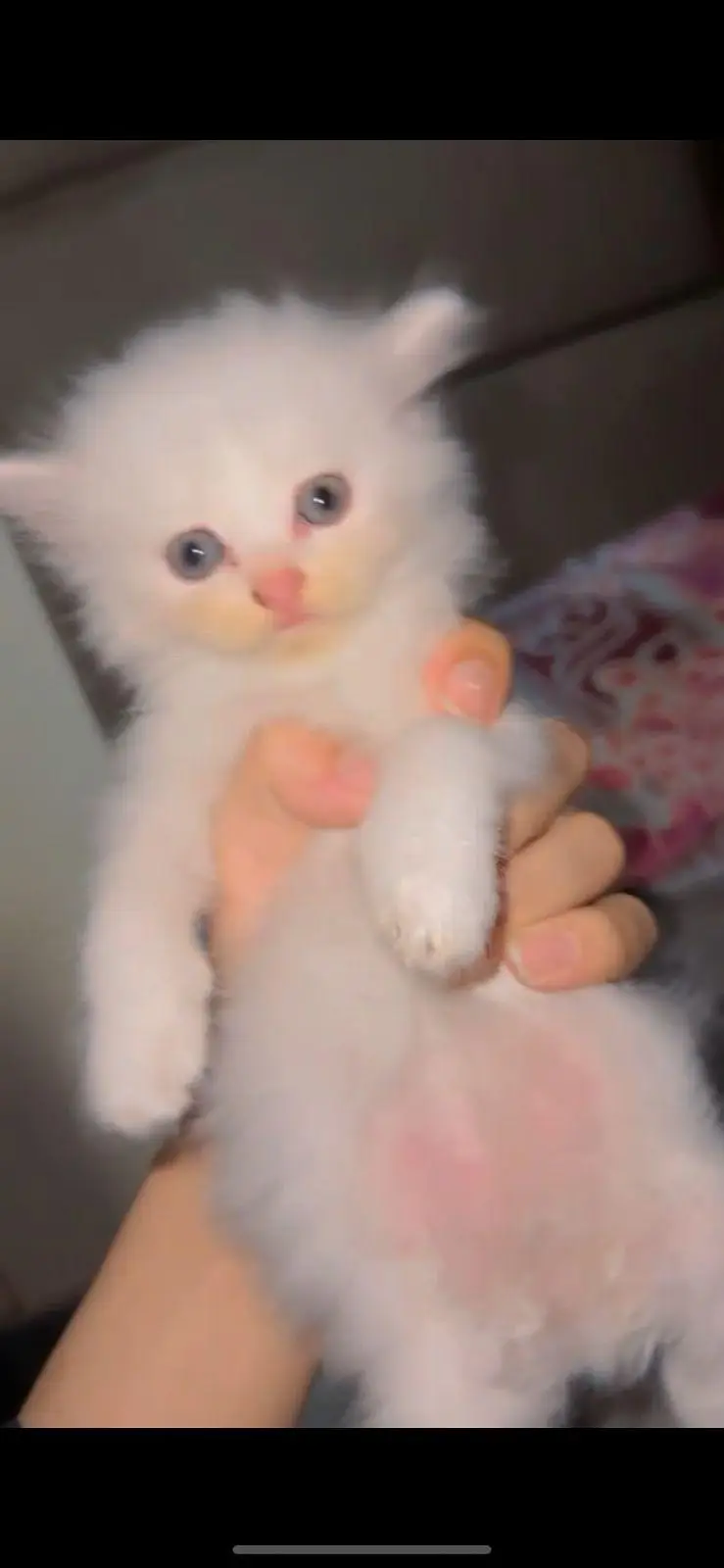 Pure Persian White Kitten for Sale | Home Breed | Male