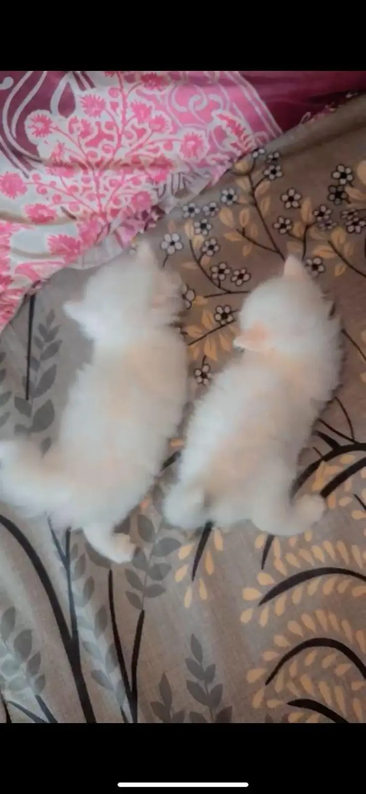 Pure Persian White Kitten for Sale | Home Breed | Male — photo 2